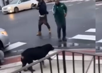Full Video of Concealed Carrier Shooting Dogs That Were Attacking a Child