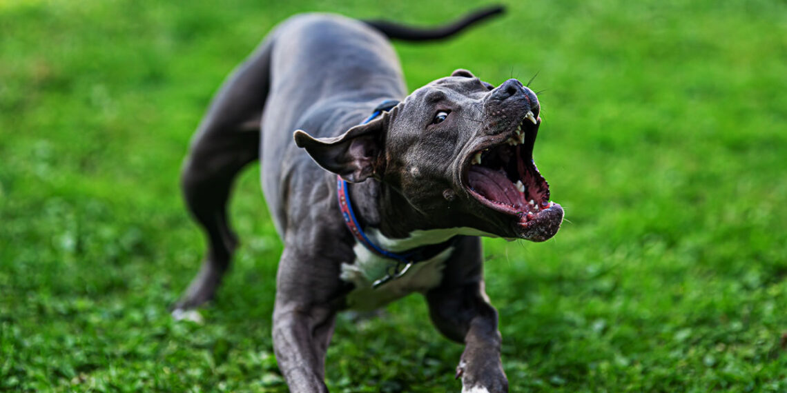 Armed Dog Owners Forced to Shoot Pit Bull Attacking His Dog