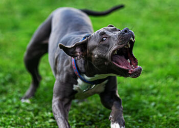 Armed Dog Owners Forced to Shoot Pit Bull Attacking His Dog
