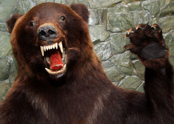 Colorado Man Fatally Shoots 400-pound Bear That Broke Into His Home at 2AM