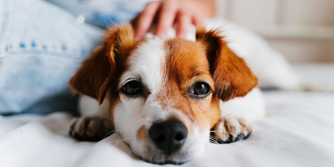 Can You Use Deadly Force to Protect Your Pet