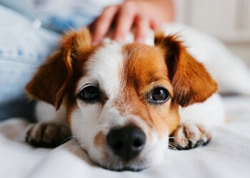 Can You Use Deadly Force to Protect Your Pet