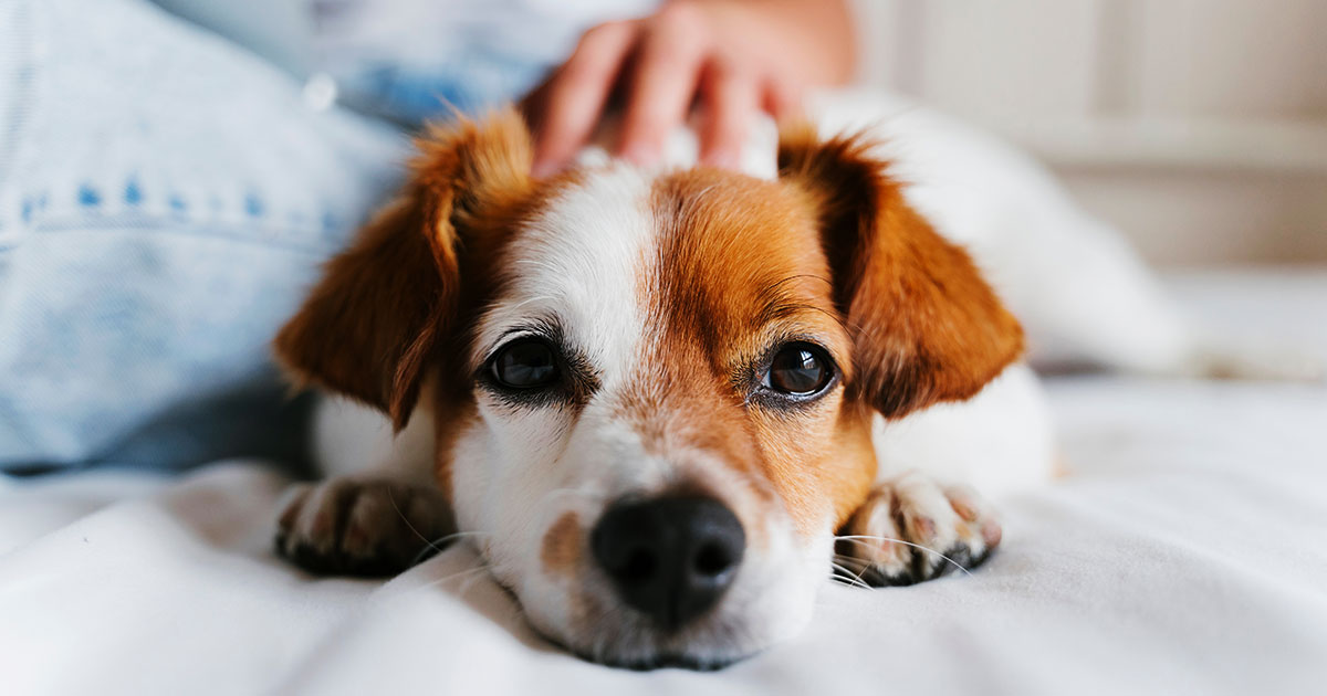 Can You Use Deadly Force to Protect Your Pet? USA Carry