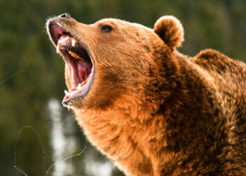 Fisherman Defends Himself from Grizzly Attack; Authorities Investigate Series of Recent Incidents