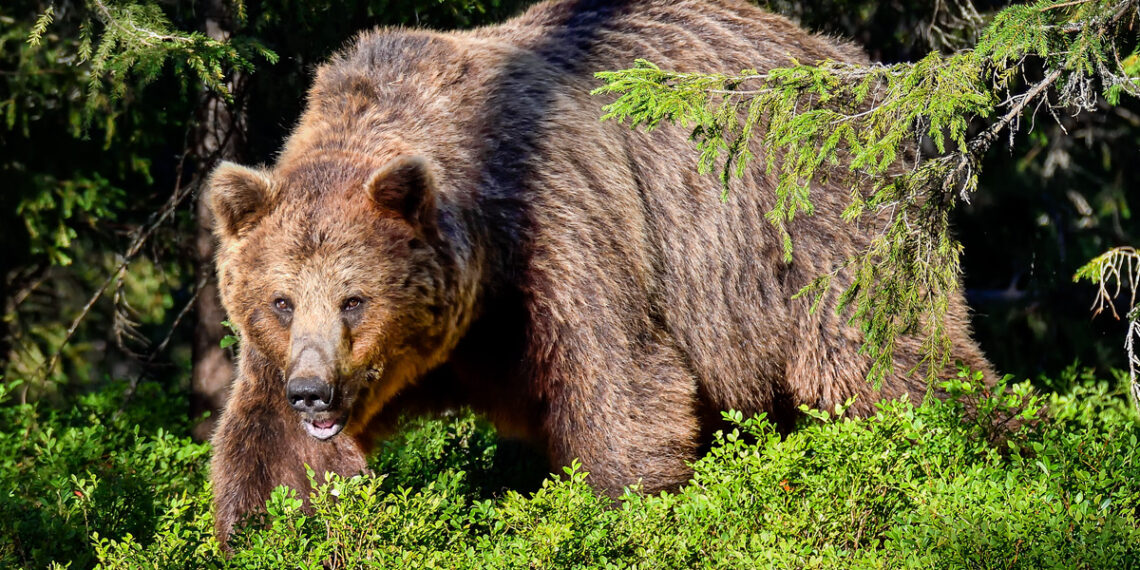 Hunter Kills Grizzly Bear As Third Bruin In Recent Weeks Is Shot In Self-Defense