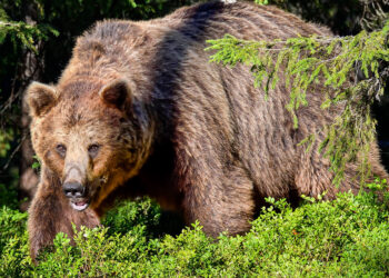Hunter Kills Grizzly Bear As Third Bruin In Recent Weeks Is Shot In Self-Defense