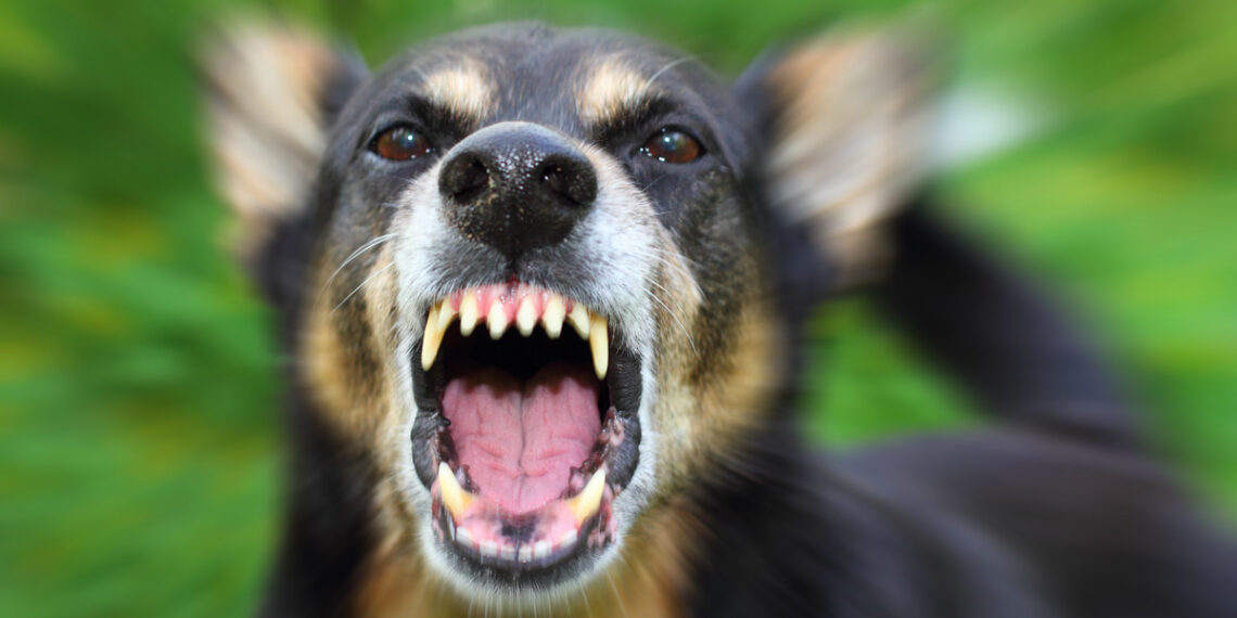 Neighbor Fatally Shoots Aggressive Dog to Save Owner in Maryland
