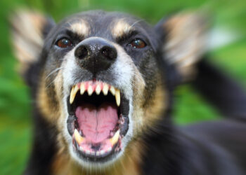 Neighbor Fatally Shoots Aggressive Dog to Save Owner in Maryland