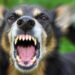 Neighbor Fatally Shoots Aggressive Dog to Save Owner in Maryland