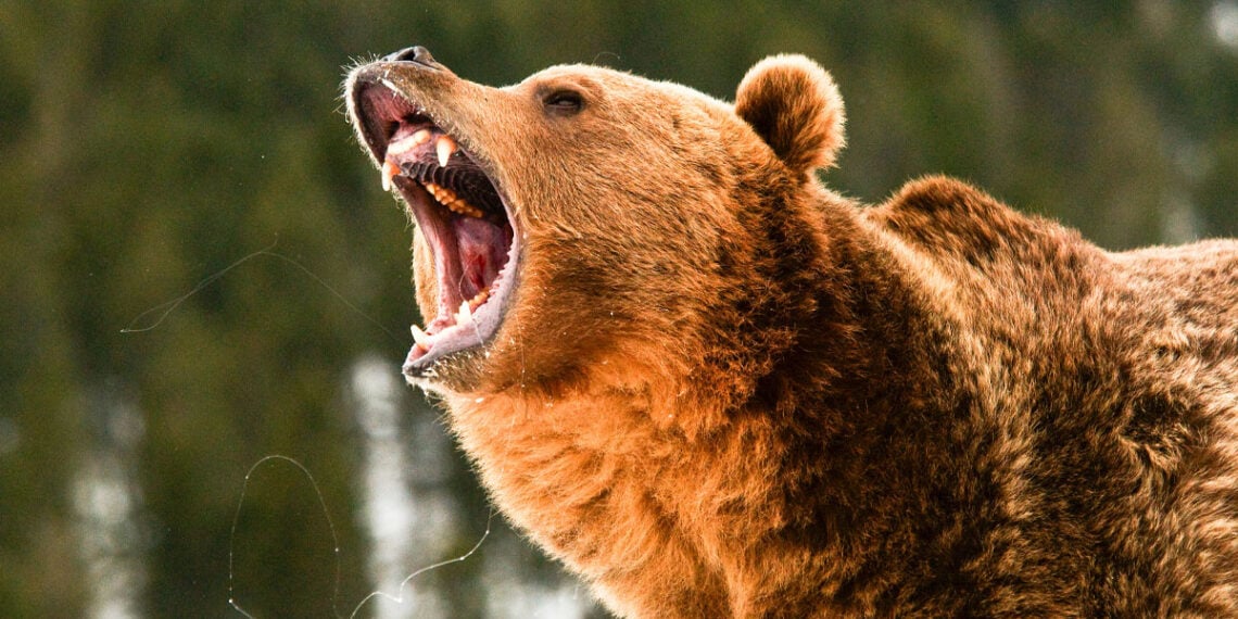 Shed Hunter Faces Off with Charging Grizzly, Drops It with One Shot