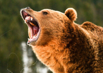 Shed Hunter Faces Off with Charging Grizzly, Drops It with One Shot