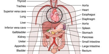 Tactical Anatomy & Accuracy Standards