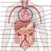 Tactical Anatomy & Accuracy Standards