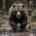 A Grizzly Charged a Father and His Young Son. He Stopped It at 5 Yards.
