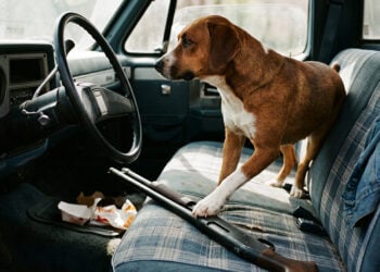 Dog Steps on Loaded Shotgun in Parked Truck, Shoots Woman Stopped at Nebraska Traffic Light