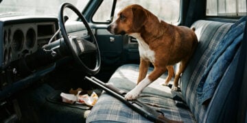 Dog Steps on Loaded Shotgun in Parked Truck, Shoots Woman Stopped at Nebraska Traffic Light