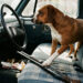 Dog Steps on Loaded Shotgun in Parked Truck, Shoots Woman Stopped at Nebraska Traffic Light