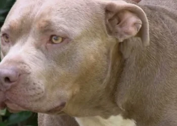 Norfolk Neighbor Shoots and Kills One of Four Loose Dogs After a Woman Says She Was Attacked and Bitten in the Street