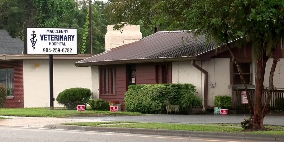 77-Year-Old Woman Out Feeding Stray Cats at 4:30 A.M. Shoots and Kills Man Who Pushed Her Into Her Car and Kept Assaulting Her Outside Macclenny Vet Hospital