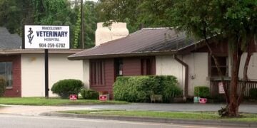 77-Year-Old Woman Out Feeding Stray Cats at 4:30 A.M. Shoots and Kills Man Who Pushed Her Into Her Car and Kept Assaulting Her Outside Macclenny Vet Hospital
